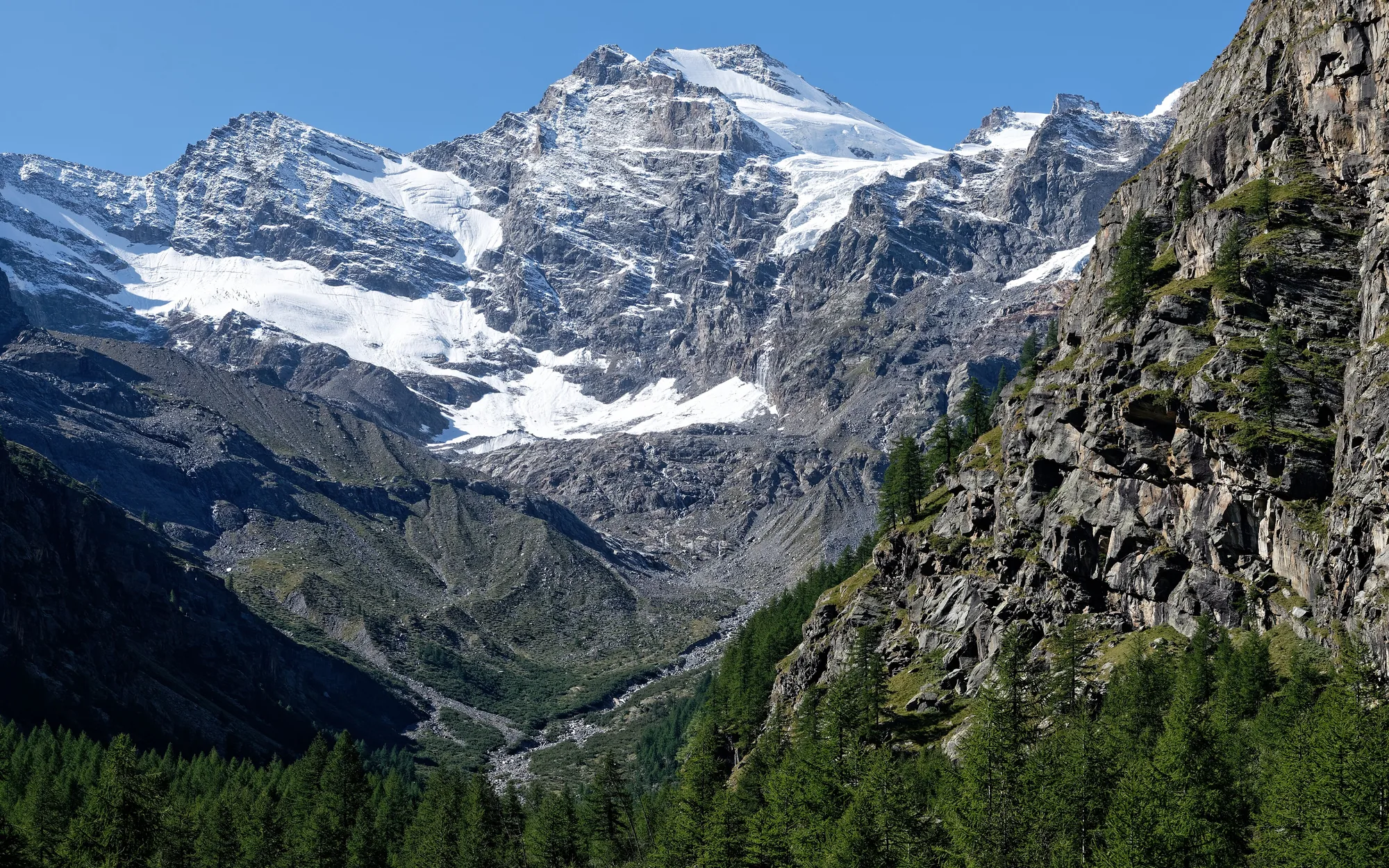 Gran Paradiso’s glaciated summit above larch forest in the Valnontey valley.
